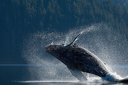 驼背鲸,鲸跃,水,东南阿拉斯加,夏天