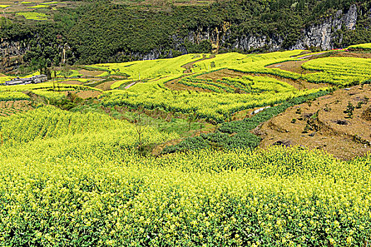 大峡谷油菜花风景