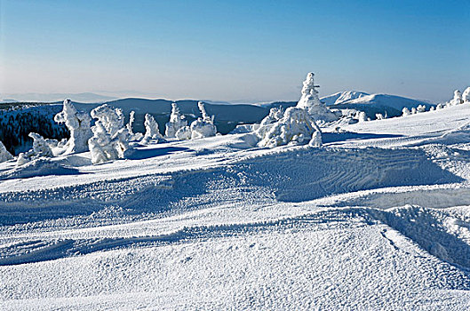 雪,遮盖,树,极地,风景,山峦,捷克共和国
