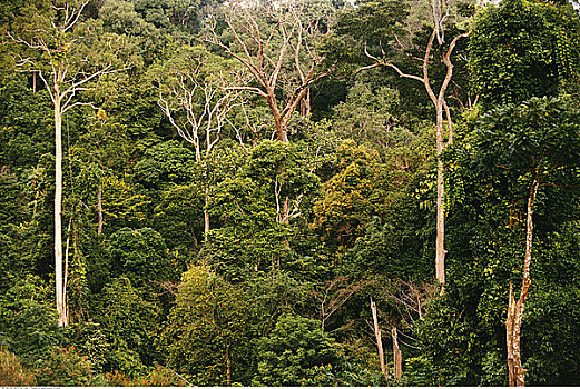 雨林,兰卡威,马来西亚