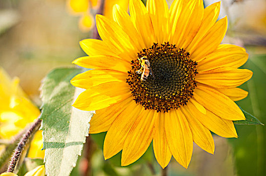蜜蜂,黄色,向日葵,特写