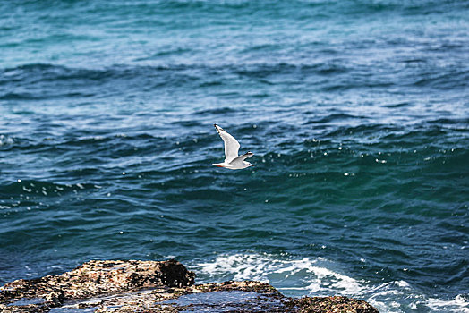 海平面飞翔的海鸥
