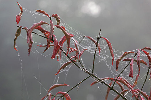 蜘蛛网,早晨,露珠,雾