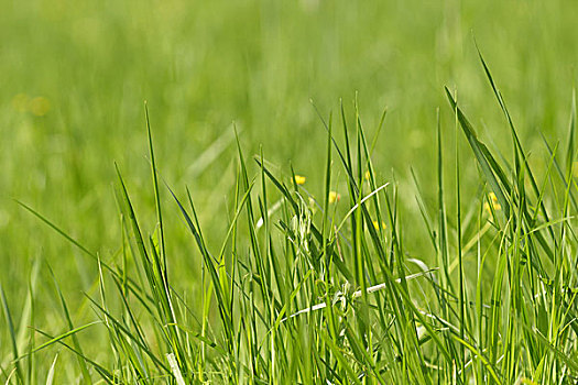 野外,清新,草,地点,特写