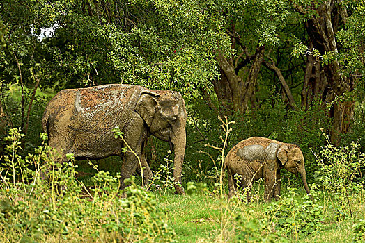 斯里兰卡人,大象,象属,坝,幼兽,丛林,国家公园,北方,中央省,斯里兰卡,亚洲