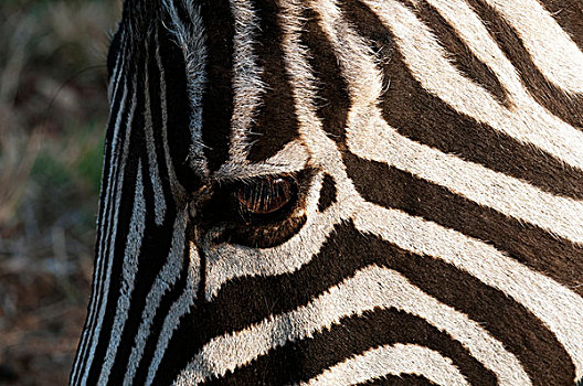 斑马,马,禁猎区,南非