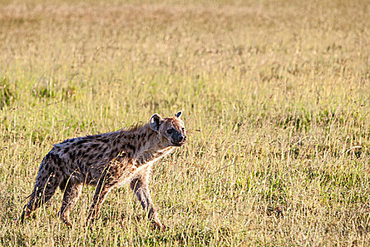 鬣狗,肯尼亚