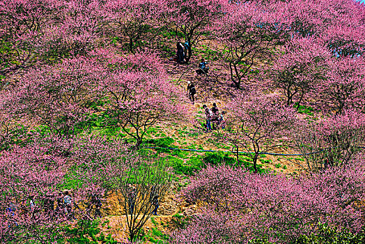 山坡,游客