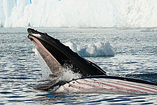 驼背鲸,大翅鲸属,鲸鱼,一对,喂食,南极半岛,南极