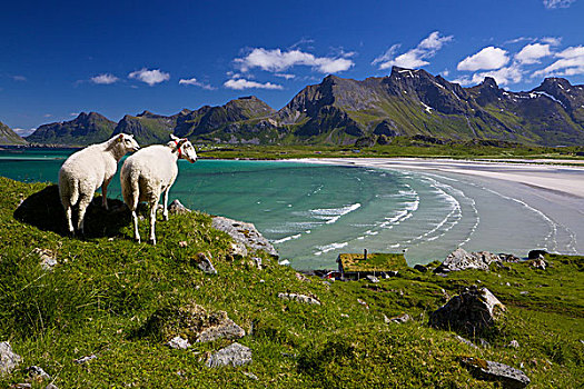 绵羊,农场,罗弗敦群岛