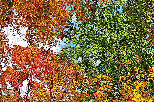 漂亮,秋天,自然,红色,黄色,叶子,桦树,枫树,阿尔冈金省立公园,安大略省,加拿大