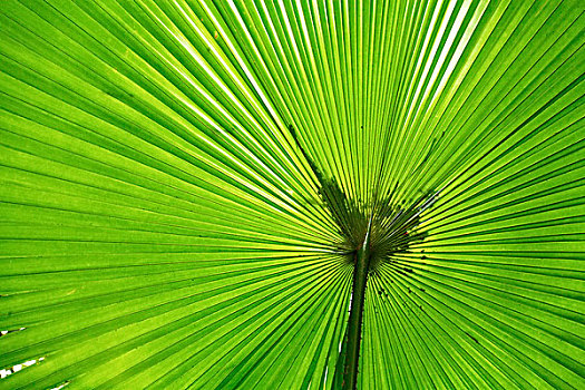 亚洲,印度尼西亚,苏拉威西岛,扇形棕榈,叶子,下面