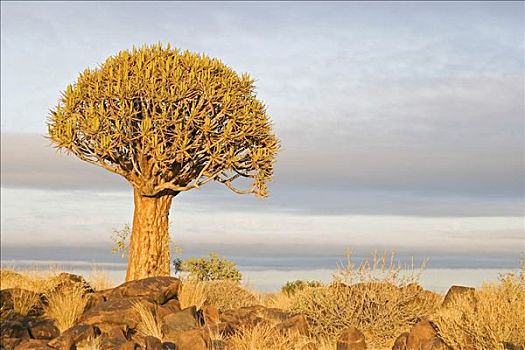 抖树,农场,纳米比亚,非洲