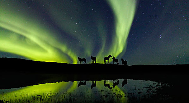 冰岛马,北极光,冰岛