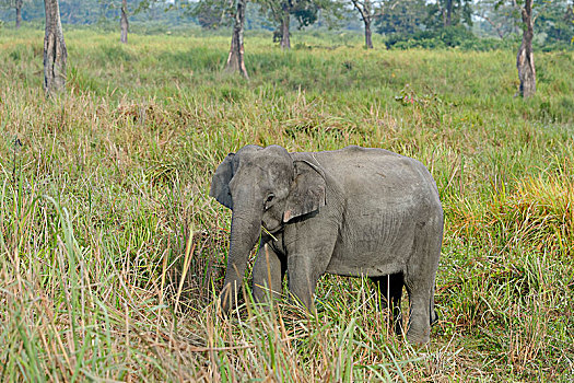 印度象,象属,吃,卡齐兰加国家公园,阿萨姆邦,印度,亚洲