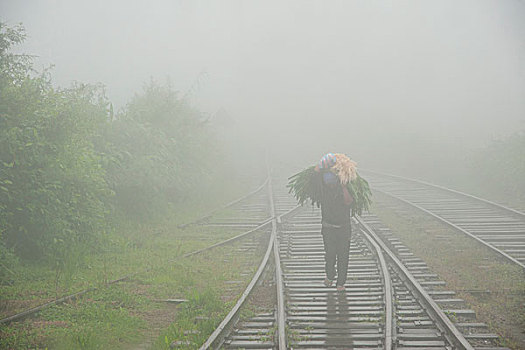 列车,窗户,男人,走,轨道,绿叶,雾,路线,康提,斯里兰卡