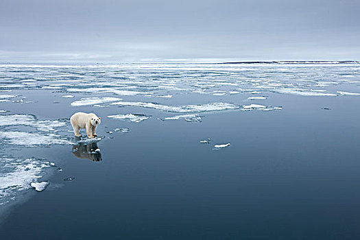 挪威,斯瓦尔巴特群岛,北极熊,站立,边缘,融化,峡湾,冰,湾,夏天