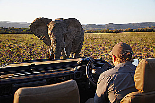大象,接近,旅游,吉普车,公园,东开普省,南非