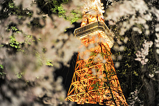 樱花中的东京塔