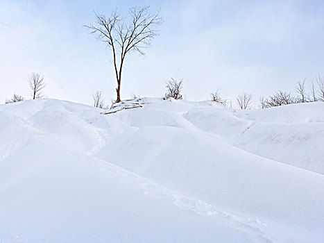 秃树,沙丘,安大略省,加拿大