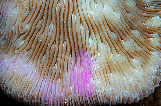 蘑菇,珊瑚,骨骼,塞舌尔