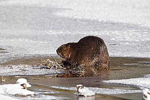 北美,海狸,美洲河狸,冬天,阿尔冈金省立公园,安大略省,加拿大