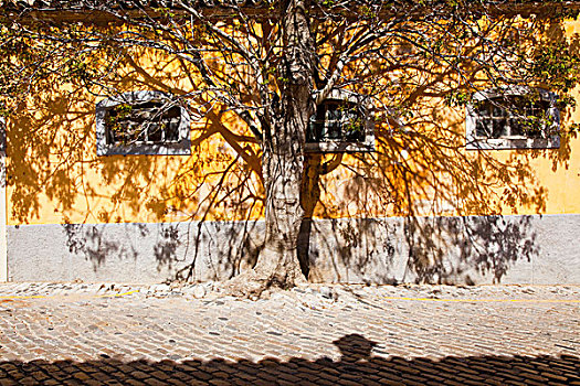建筑,影子,枝条,墙壁,法若,阿尔加维,葡萄牙