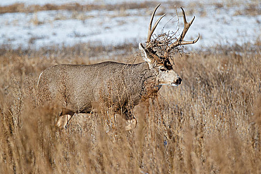 长耳鹿,骡鹿,公鹿,冬天,草地,遮盖