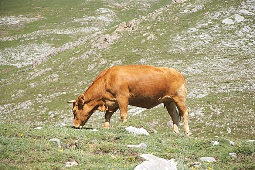 母牛,放牧,山谷