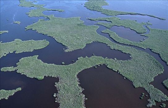 红树林,水系,大沼泽地国家公园,佛罗里达,美国