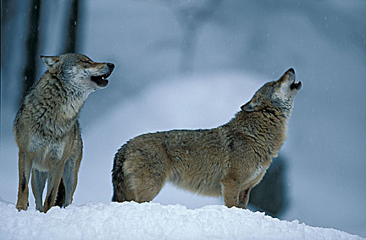 东方,加拿大,狼,红色,非洲野犬属,伴侣,雪地,叫喊