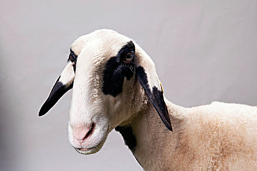 绵羊,肖像