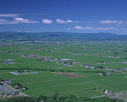 盆地,稻田