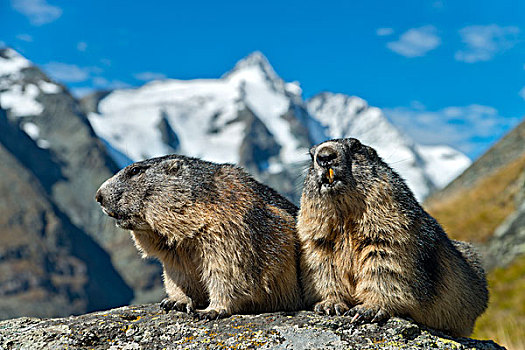 阿尔卑斯土拨鼠,后面,高,陶安,国家公园,卡林西亚,奥地利,欧洲