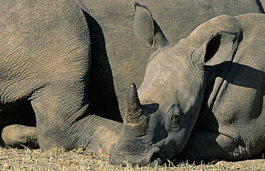 白犀牛,幼兽,自然保护区,南非,非洲