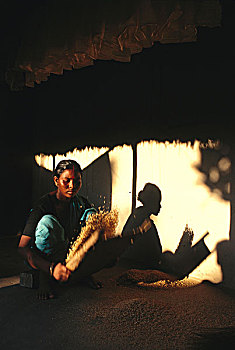 坐,室外,阳台,女人,部落,稻谷,主食,孟加拉,北方,局部