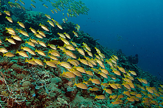 鲷鱼,笛鲷,鱼群,安汶,印度尼西亚
