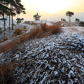 草地,亭子,树