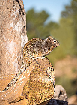 岩松鼠,岩石上,南缘,大峡谷国家公园,亚利桑那,美国,北美