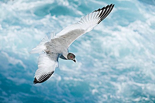 海鸥,燕尾鸥,飞,加拉帕戈斯群岛,厄瓜多尔
