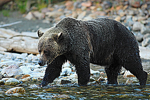 大灰熊,棕熊,河流,不列颠哥伦比亚省,加拿大