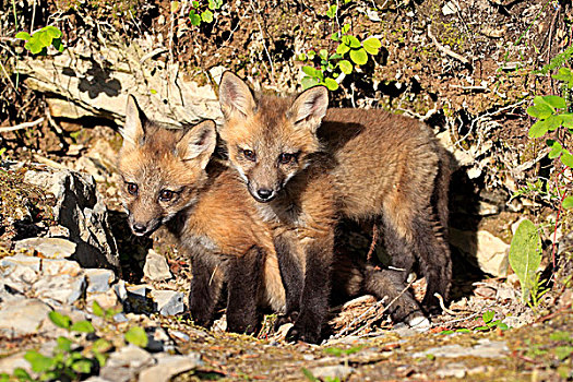 美洲,红狐,两个,老,幼兽,巢穴,入口,俘获,蒙大拿,美国