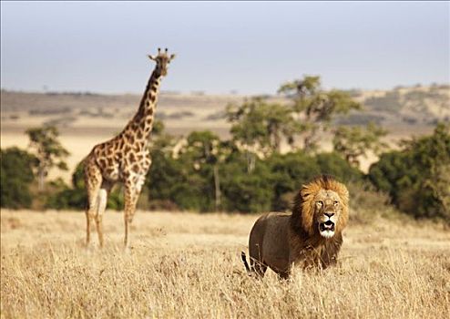 狮子,马赛长颈鹿,马赛马拉国家保护区,肯尼亚