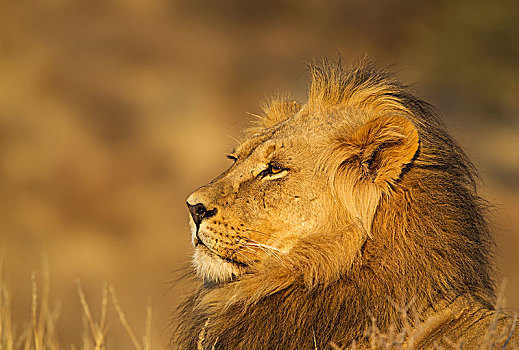 狮子,雄性,头像,卡拉哈里沙漠,卡拉哈迪大羚羊国家公园,南非,非洲