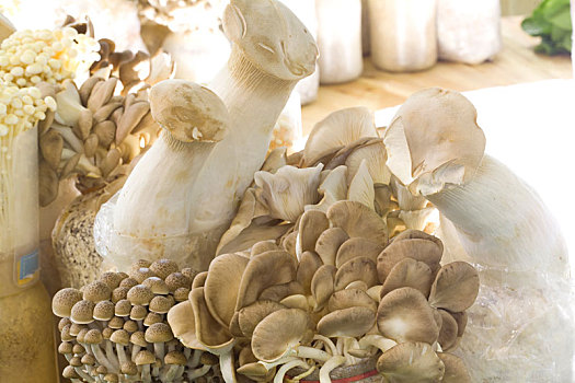 蘑菇,真菌,食物