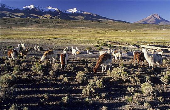 羊驼,靠近,国家公园,智利