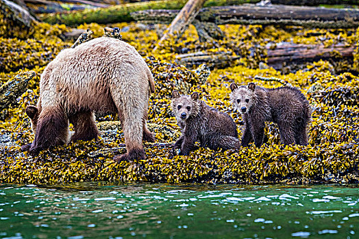 大灰熊,母熊,幼兽,觅食,低,小湾,第一,领土,不列颠哥伦比亚省,加拿大