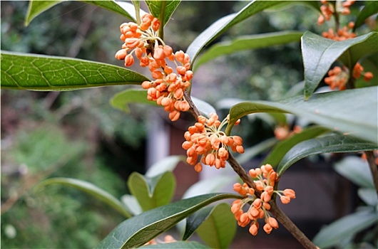 金桂花