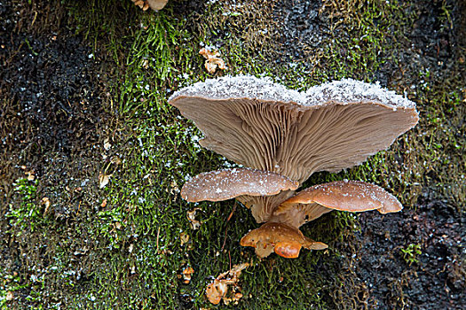 蚝蘑,平菇,黑森州,德国,欧洲