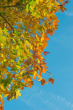 秋天,边界,彩色,枫叶,蓝天,竖图,构图